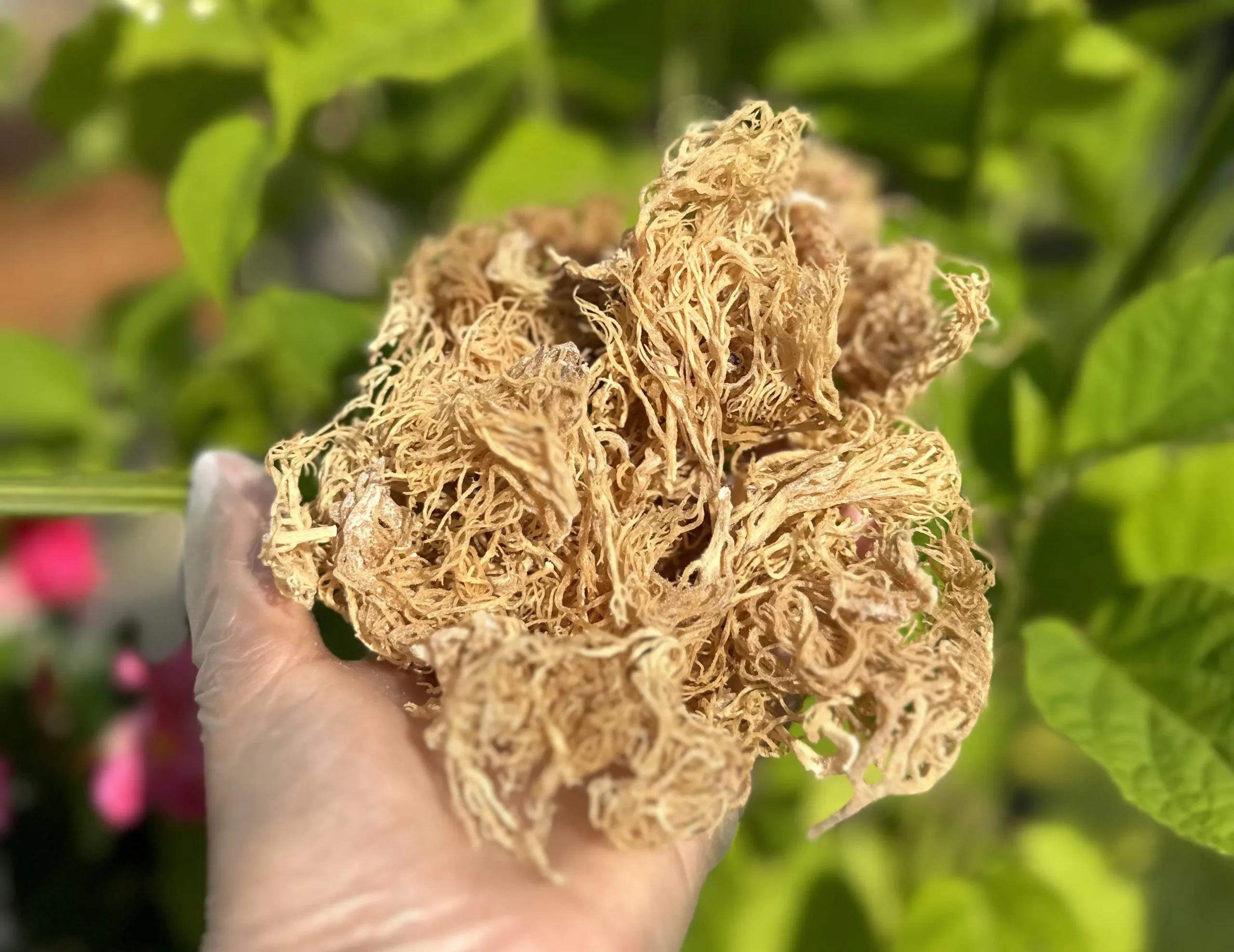The Vine Living – Dried Golden Sea Moss