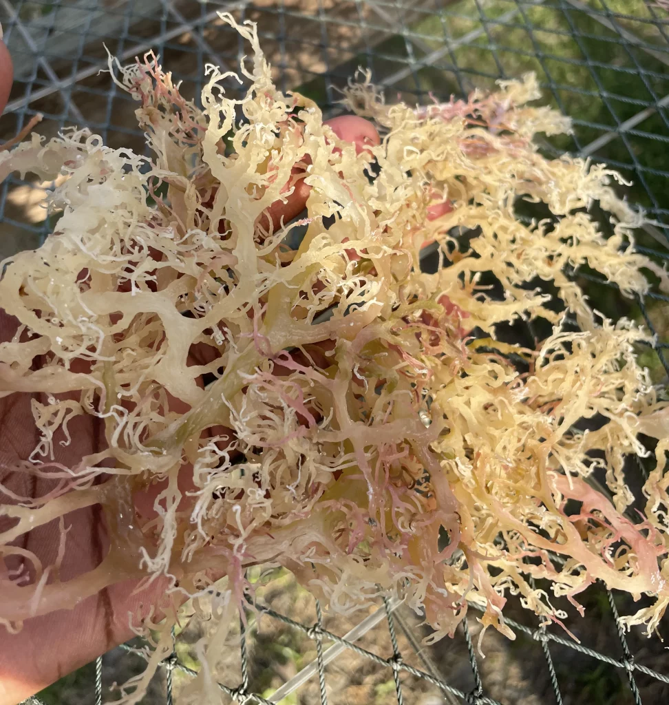 How to Use Sea Moss: A Complete Guide for Beginners 3 The Vine Living – Holding Sea Moss